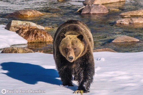Jasper Wildlife During May