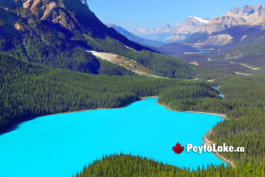 May at Peyto Lake